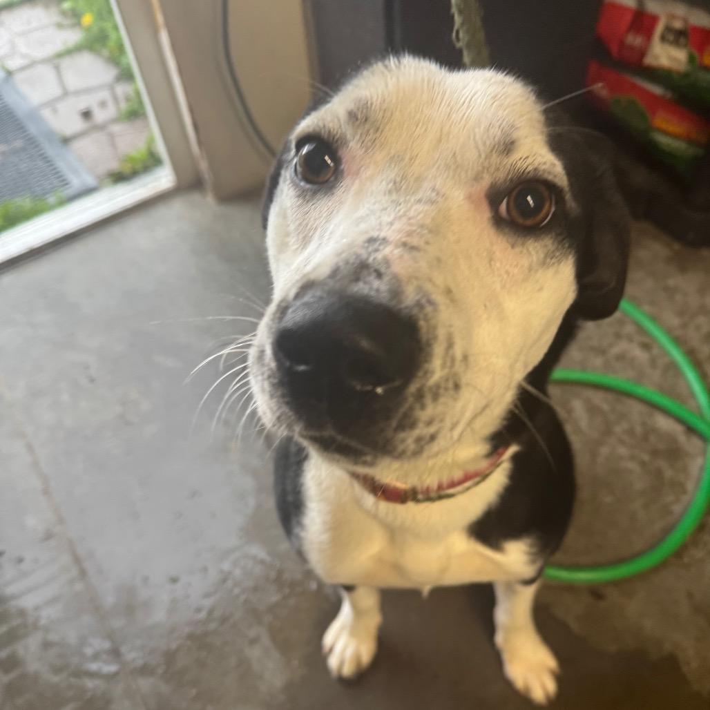 Enlarge Roscoe, a Adoptable Mixed Breed image 3/4