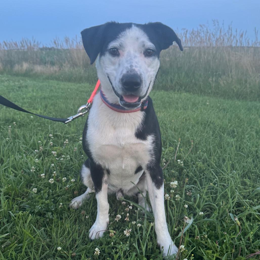 Enlarge Roscoe, a Adoptable Mixed Breed image 4/4