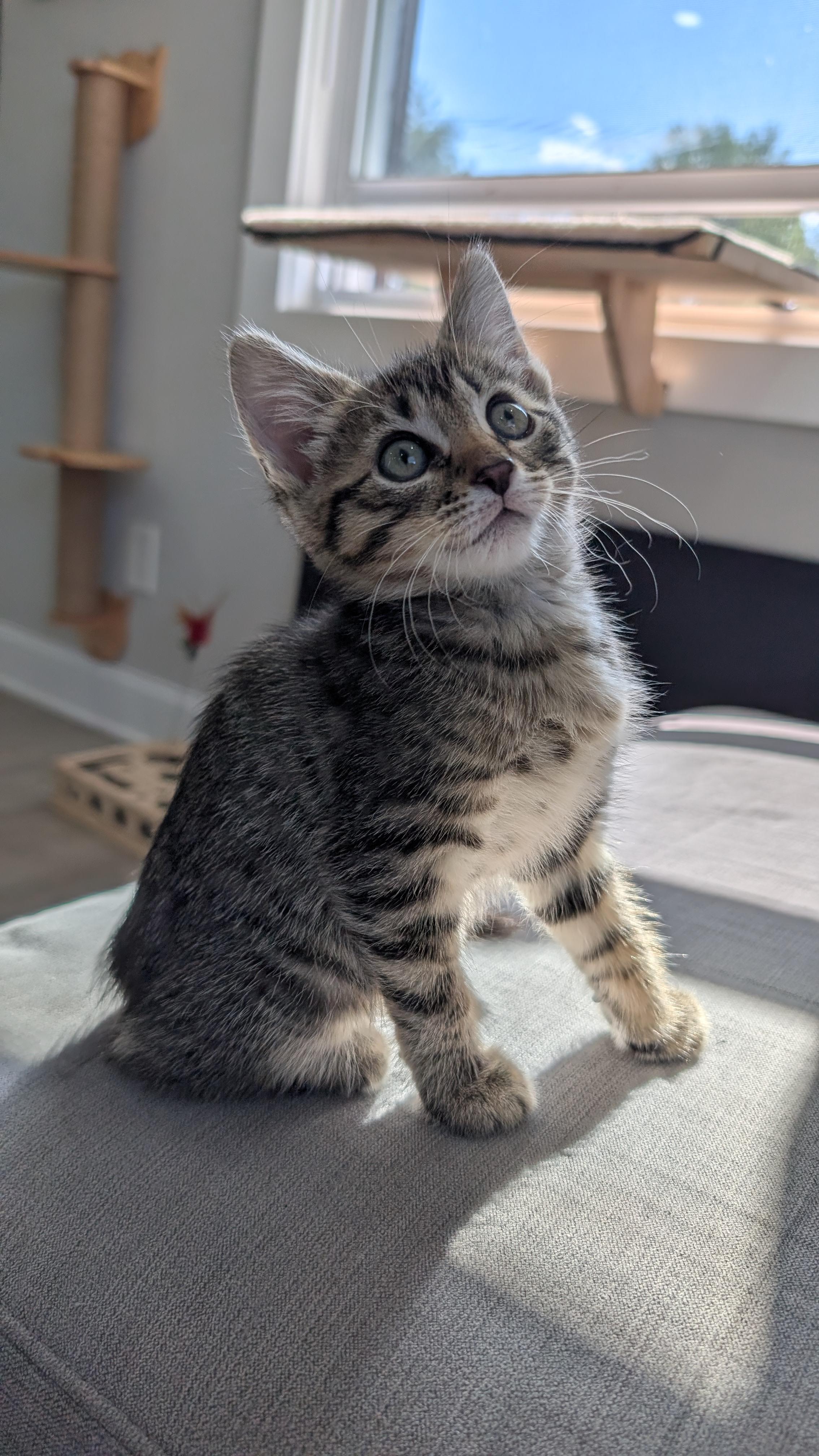 Chip, a ADOPTABLE Domestic Short Hair in Haddon Heights, NJ image 2/4