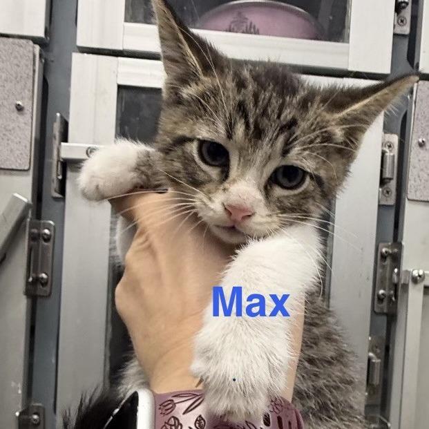 mandarin, a Adoptable American Shorthair in Collinsville , OK image 2/6