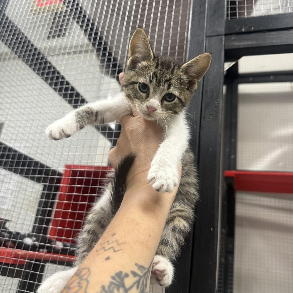 mandarin, a Adoptable American Shorthair in Collinsville , OK image 5/6
