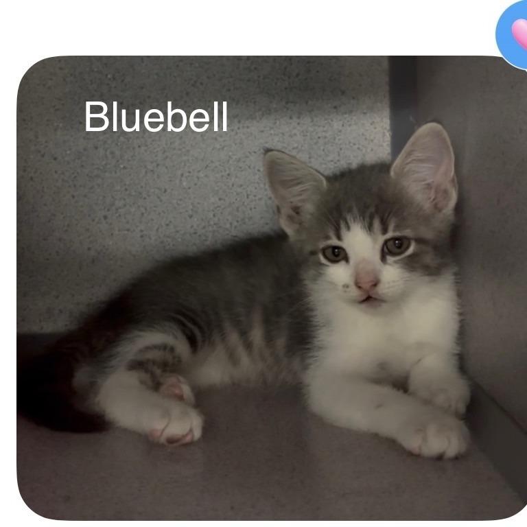 mandarin, a Adoptable American Shorthair in Collinsville , OK image 6/6