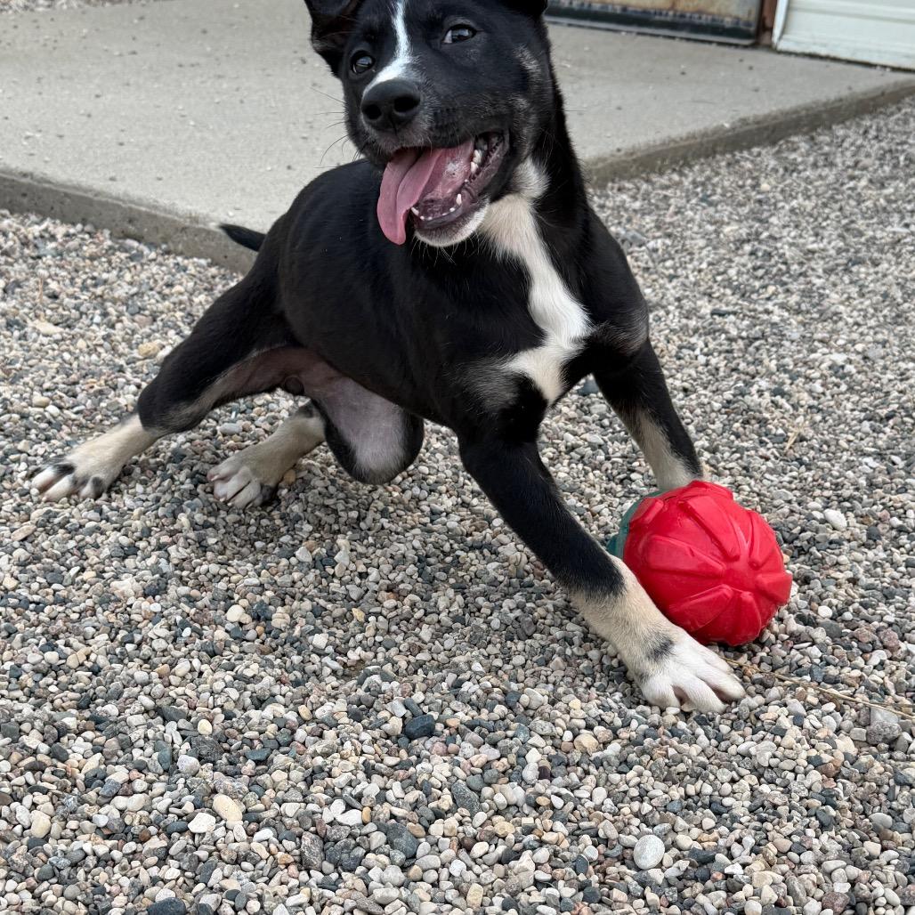 Gyrlee, Adoptable, Puppy Female Pit Bull Terrier & Mixed Breed.