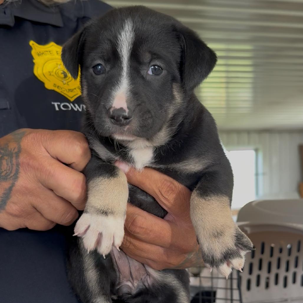 Enlarge Gyrlee, a Adoptable mixed breed in Detroit Lakes, MN image 1/1