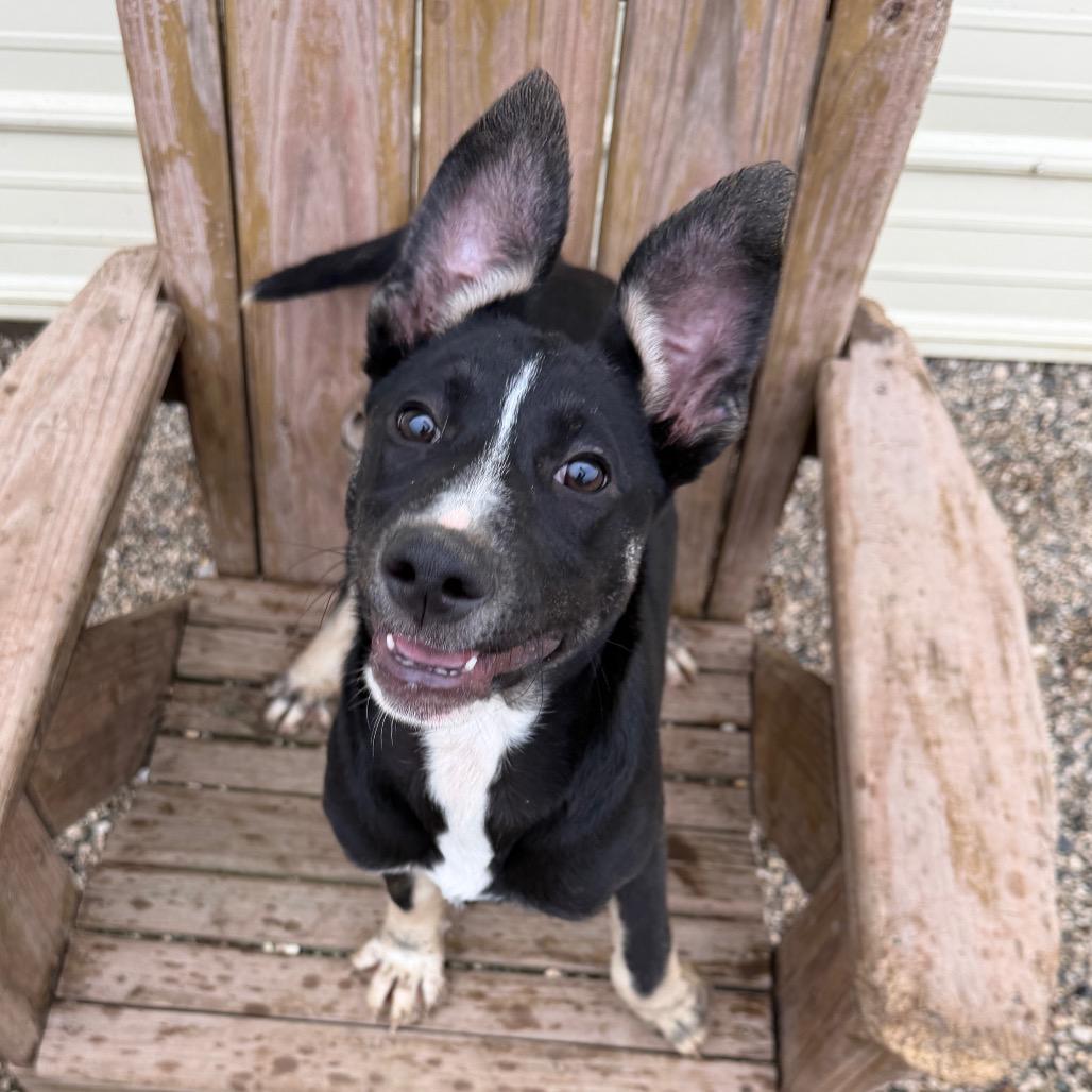 Enlarge Gyrlee, a Adoptable mixed breed in Detroit Lakes, MN image 2/6