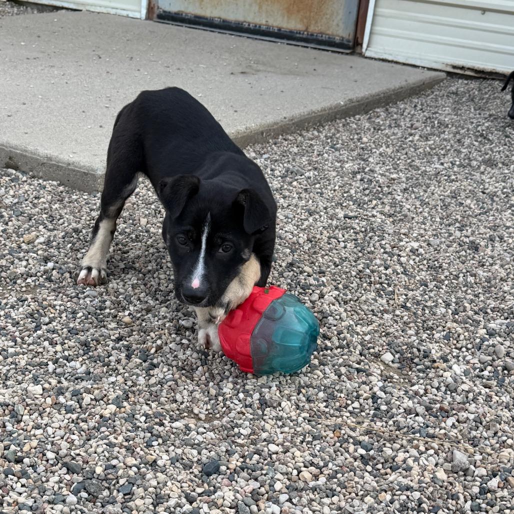 Enlarge Gyrlee, a Adoptable mixed breed in Detroit Lakes, MN image 3/6