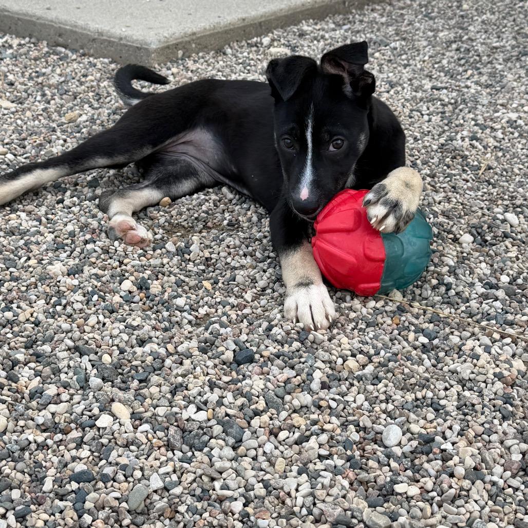 Enlarge Gyrlee, a Adoptable mixed breed in Detroit Lakes, MN image 4/6