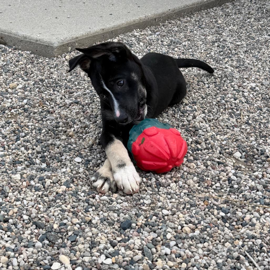 Enlarge Gyrlee, a Adoptable mixed breed in Detroit Lakes, MN image 5/6