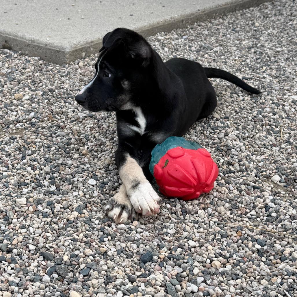 Enlarge Gyrlee, a Adoptable mixed breed in Detroit Lakes, MN image 6/6
