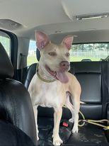 Seven, Adoptable, Adult Female American Bully.