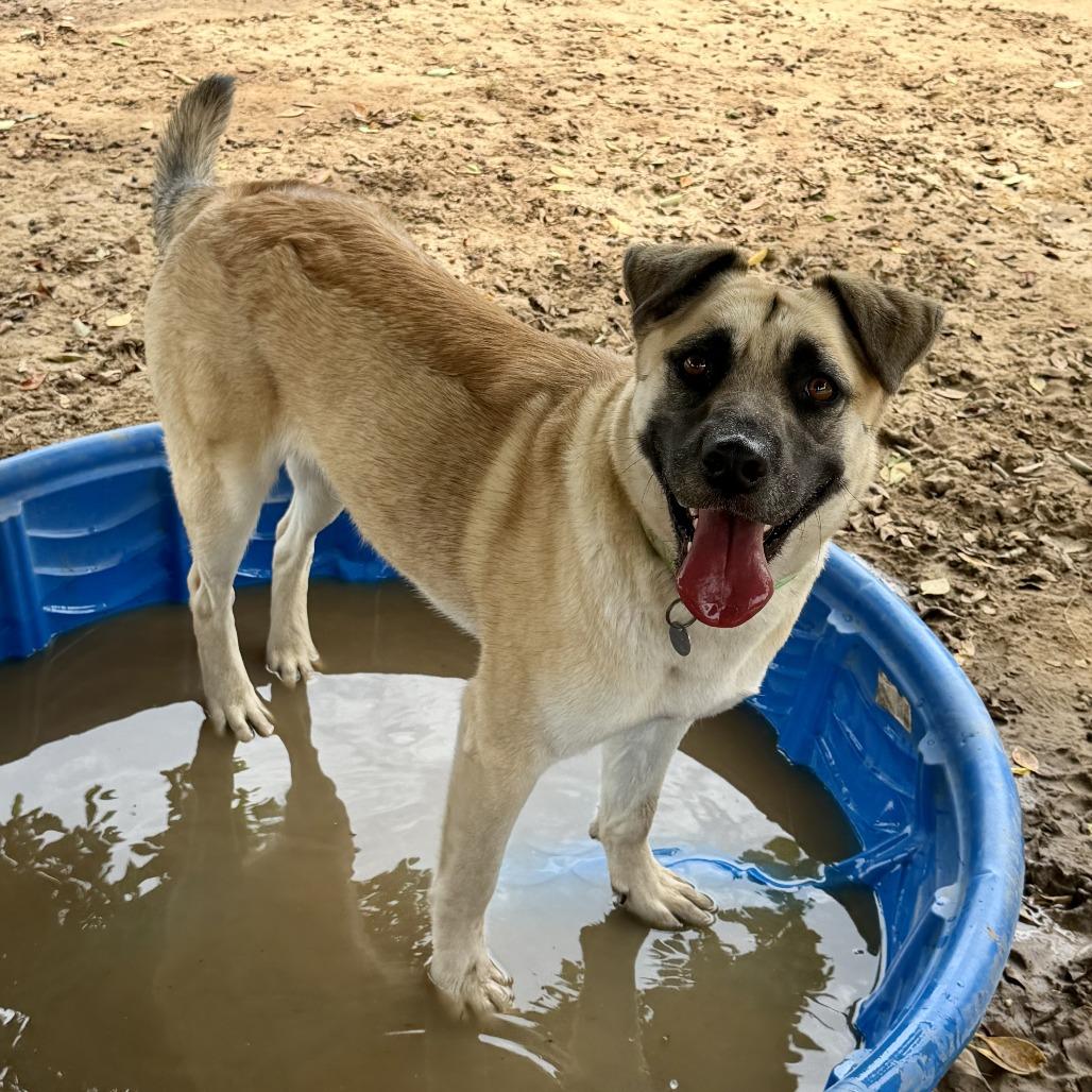 Enlarge Azalea, a Adoptable mixed breed in Riverside, CA image 1/5