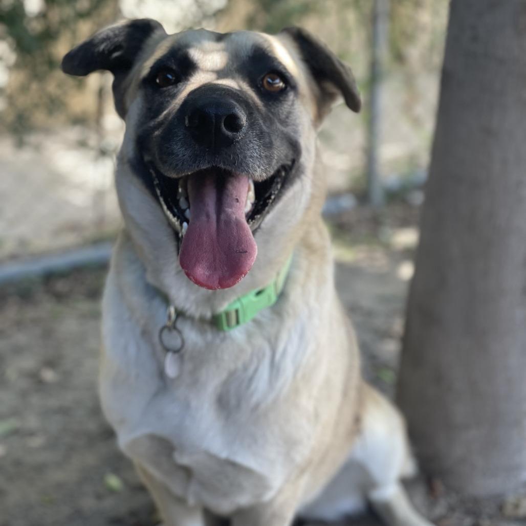 Enlarge Azalea, a Adoptable mixed breed in Riverside, CA image 2/5