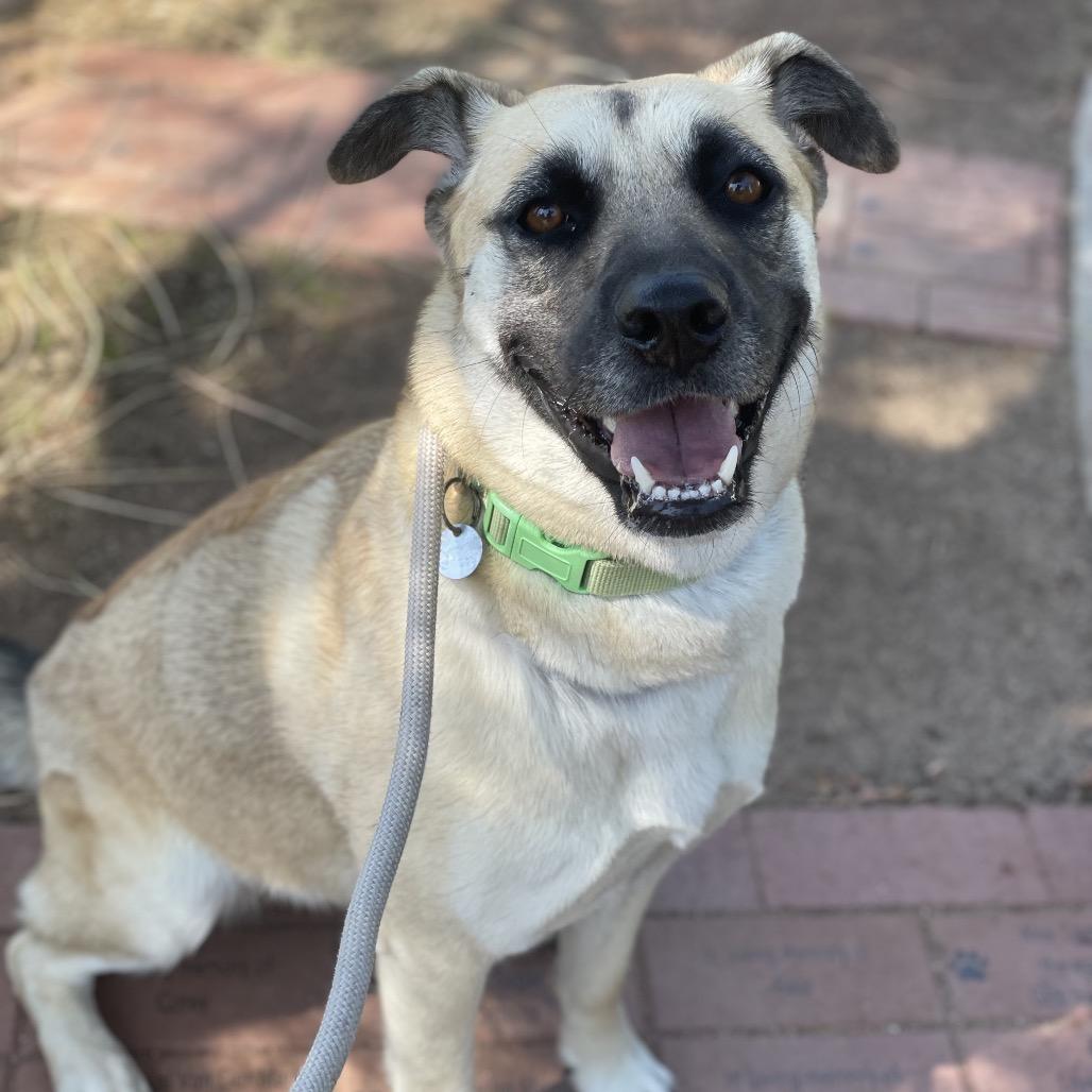 Enlarge Azalea, a Adoptable mixed breed in Riverside, CA image 3/5
