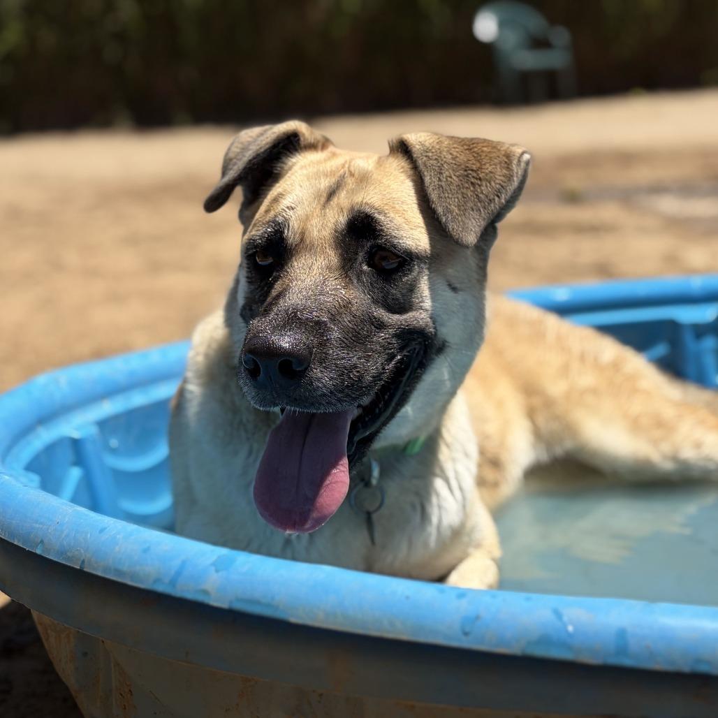 Enlarge Azalea, a Adoptable mixed breed in Riverside, CA image 4/5