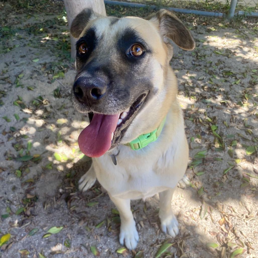 Enlarge Azalea, a Adoptable mixed breed in Riverside, CA image 5/5