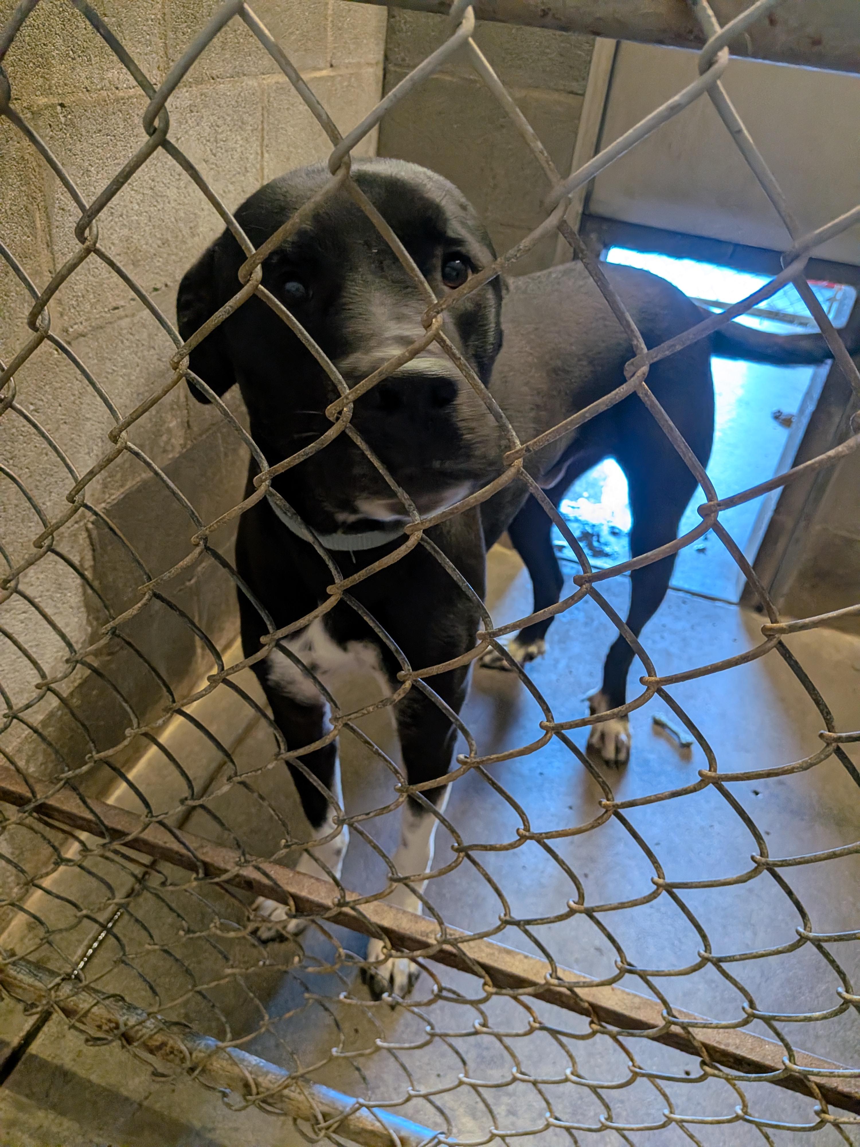 Rubric, ADOPTABLE, Young Male Great Dane & Pit Bull Terrier.