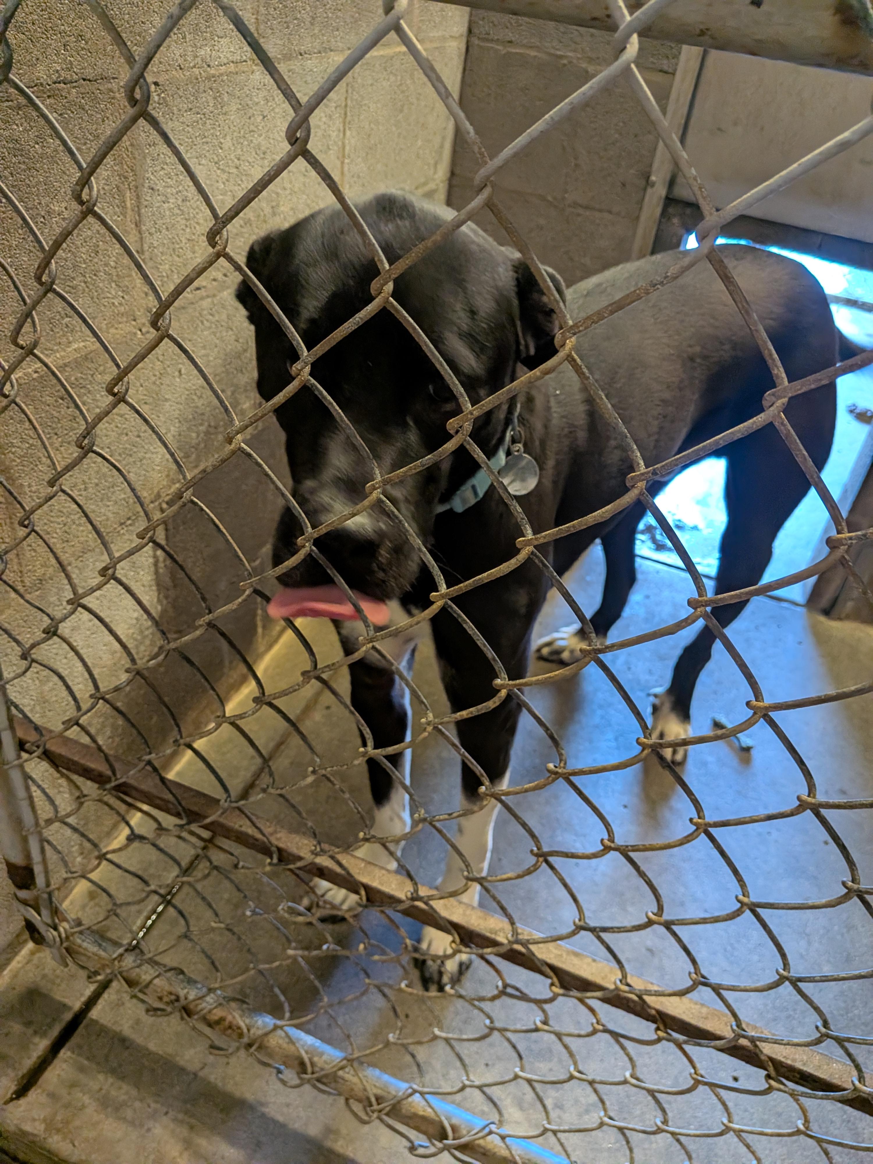 Rubric, a ADOPTABLE mixed breed in Hermiston, OR image 2/3