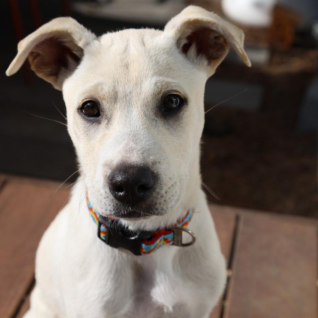 645 (2026) Chicago, Adoptable, Puppy Female Labrador Retriever & Shepherd.