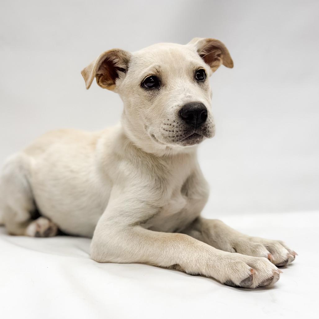 645 (2026) Chicago, a Adoptable mixed breed in Parker, CO image 2/6