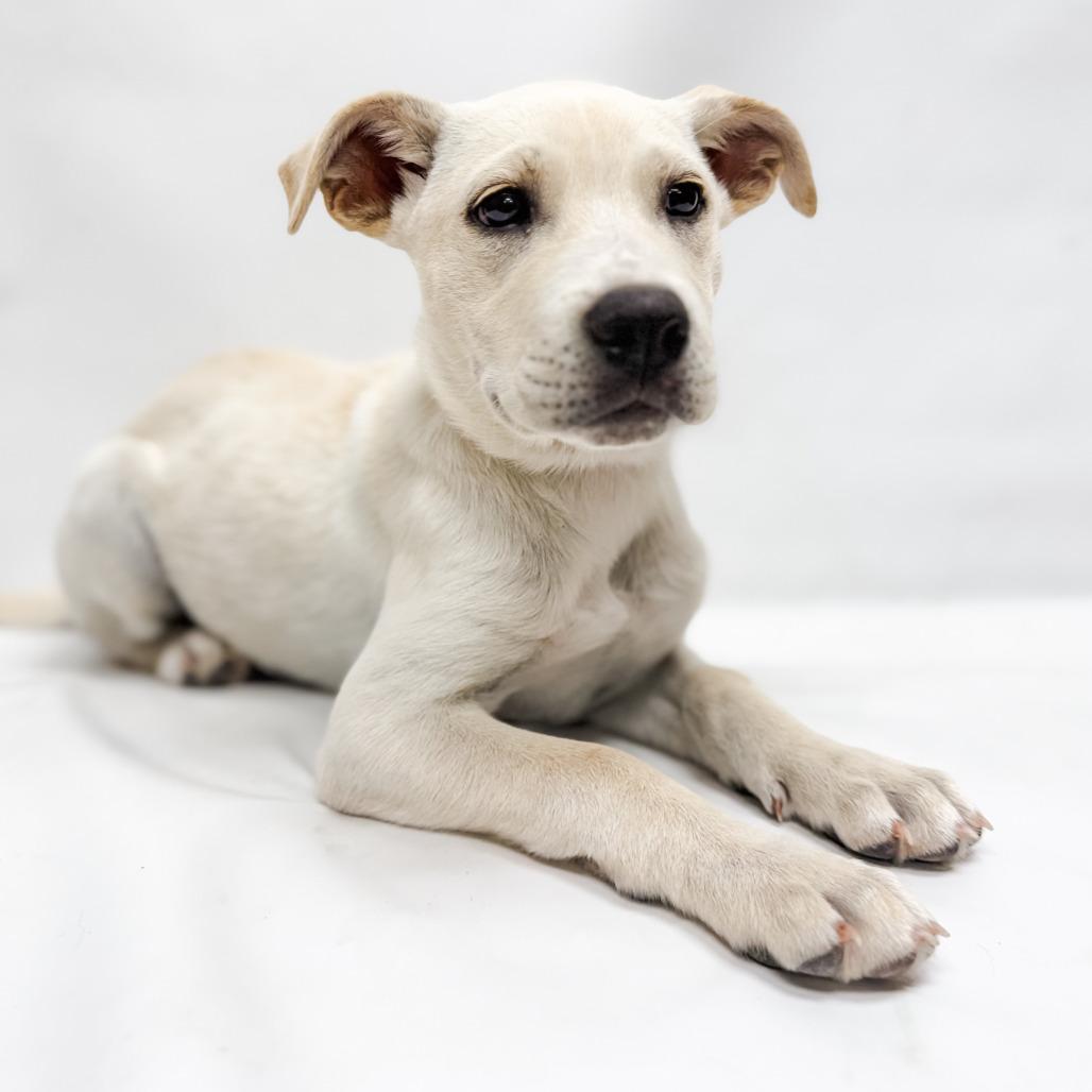 645 (2026) Chicago, a Adoptable mixed breed in Parker, CO image 3/6