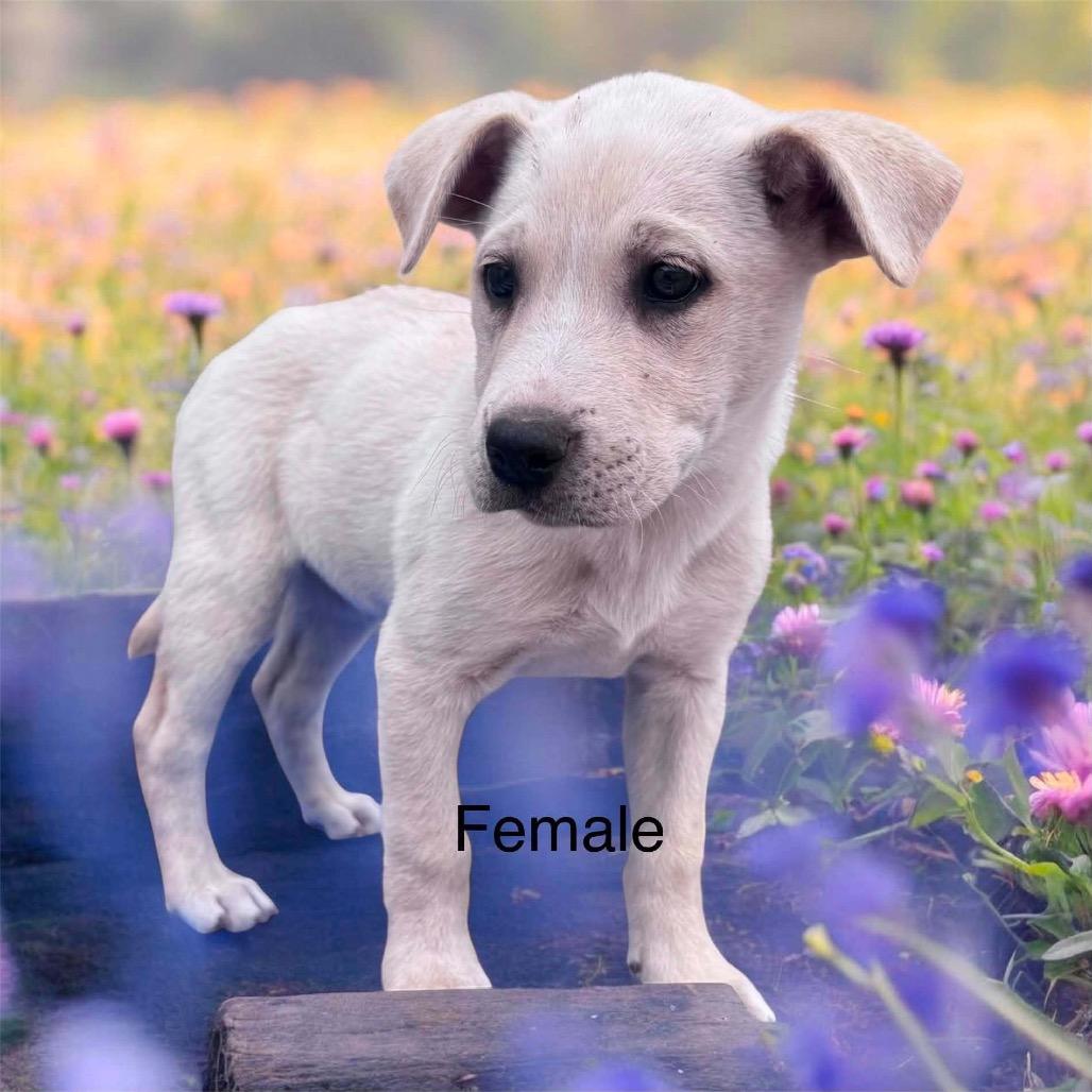 645 (2026) Chicago, a Adoptable mixed breed in Parker, CO image 4/6