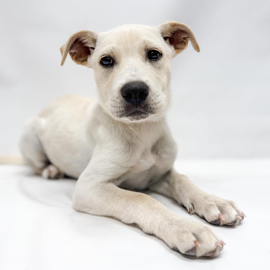 645 (2026) Chicago, a Adoptable mixed breed in Parker, CO image 5/6