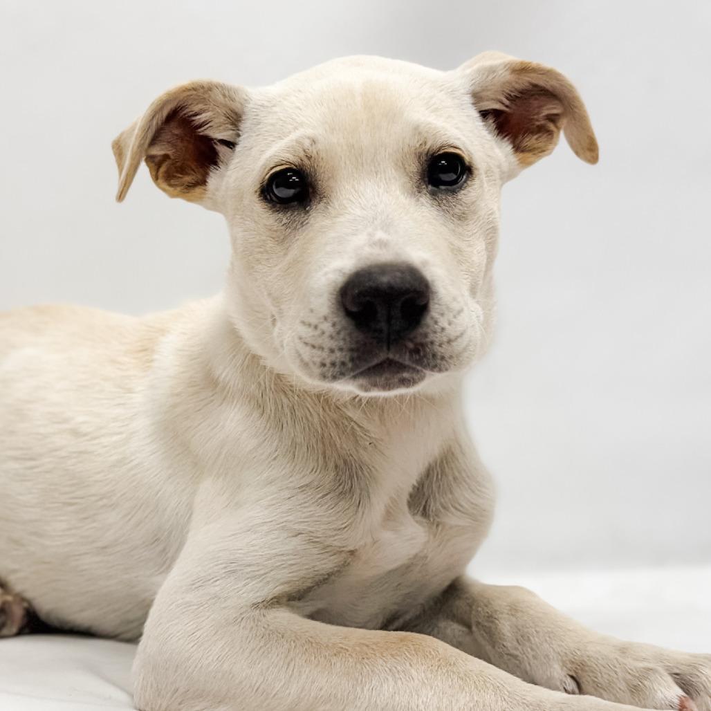 645 (2026) Chicago, a Adoptable mixed breed in Parker, CO image 6/6