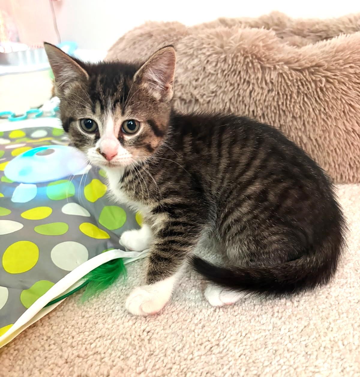 Enlarge Garbanzo   (Bonded to Peapod), a ADOPTABLE mixed breed in Ypsilanti, MI image 4/6