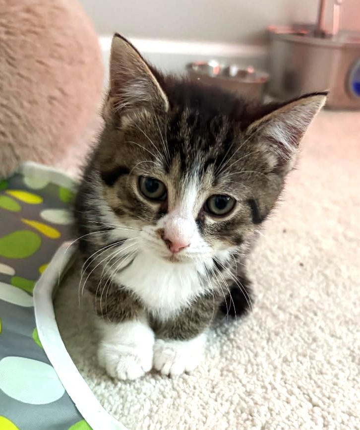 Garbanzo (Bonded to Peapod), ADOPTABLE, Kitten Female Tabby.