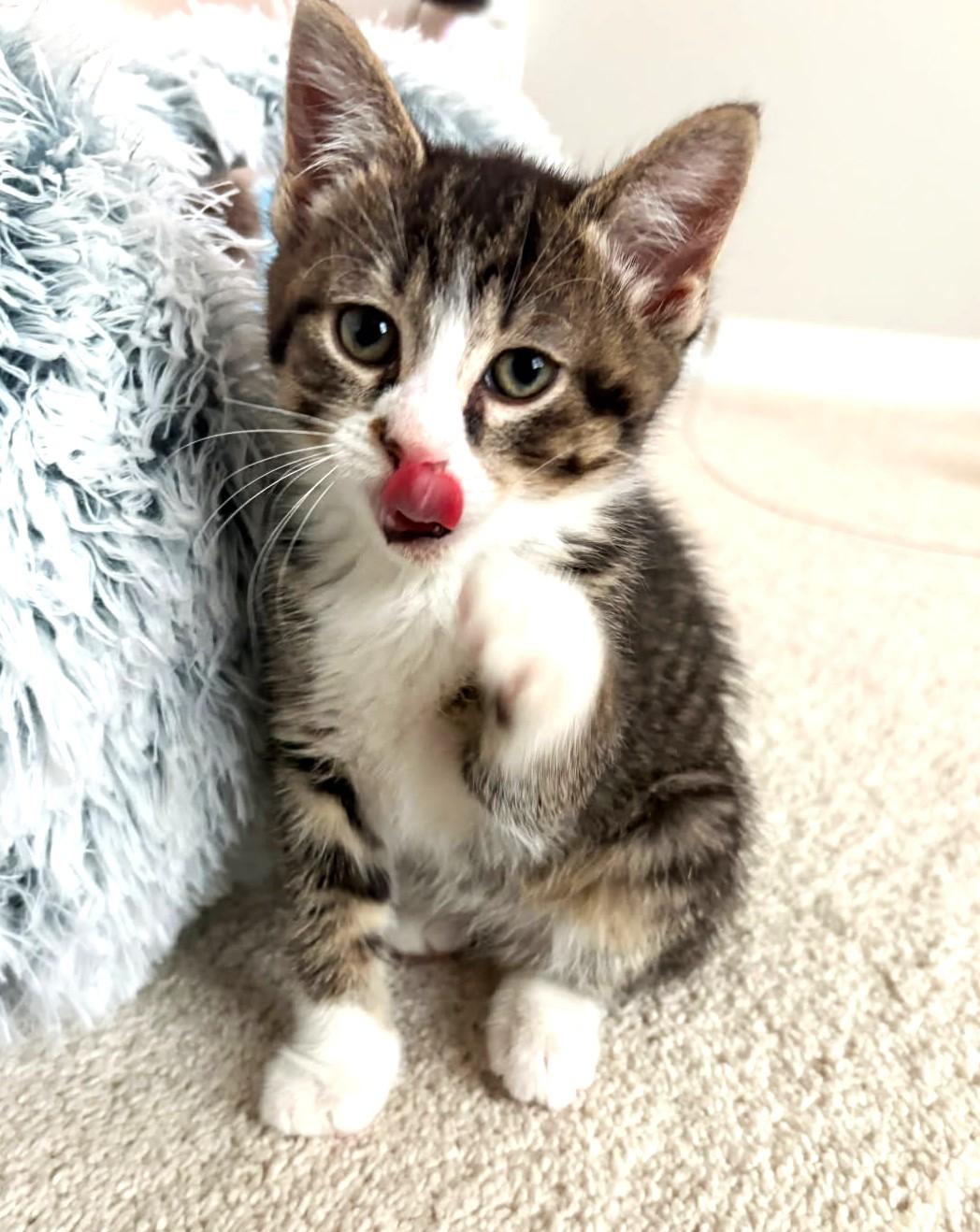 Enlarge Garbanzo   (Bonded to Peapod), a ADOPTABLE mixed breed in Ypsilanti, MI image 5/6