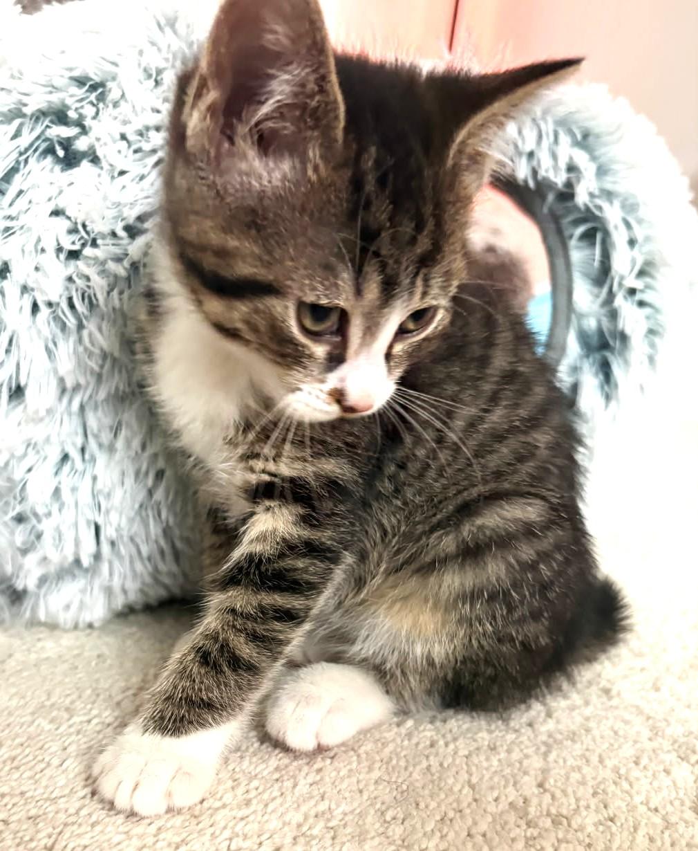 Enlarge Garbanzo   (Bonded to Peapod), a ADOPTABLE mixed breed in Ypsilanti, MI image 6/6