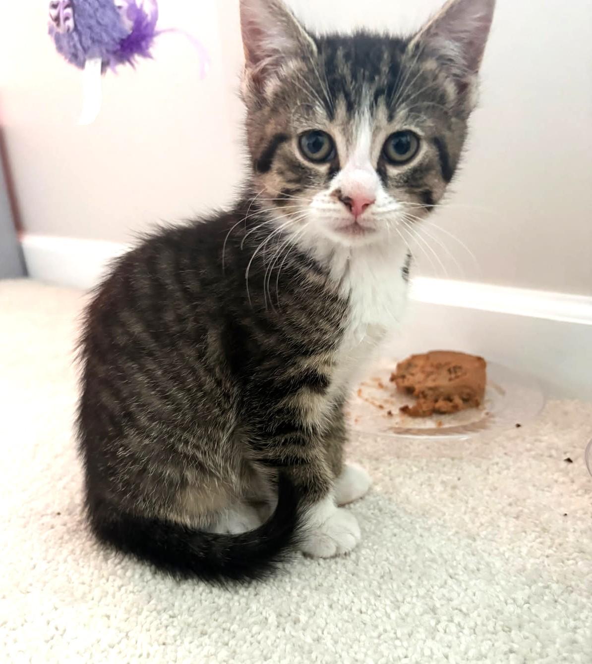Enlarge Garbanzo   (Bonded to Peapod), a ADOPTABLE mixed breed in Ypsilanti, MI image 2/6