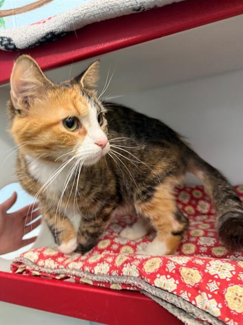 LING, Adoptable, Young Female Domestic Short Hair.