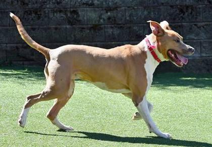 Enlarge Columbo, a Adoptable mixed breed in Cleveland, OH image 1/3