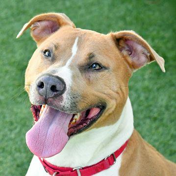 Enlarge Columbo, a Adoptable mixed breed in Cleveland, OH image 1/3