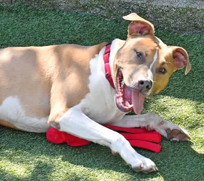 Enlarge Columbo, a Adoptable mixed breed in Cleveland, OH image 3/3