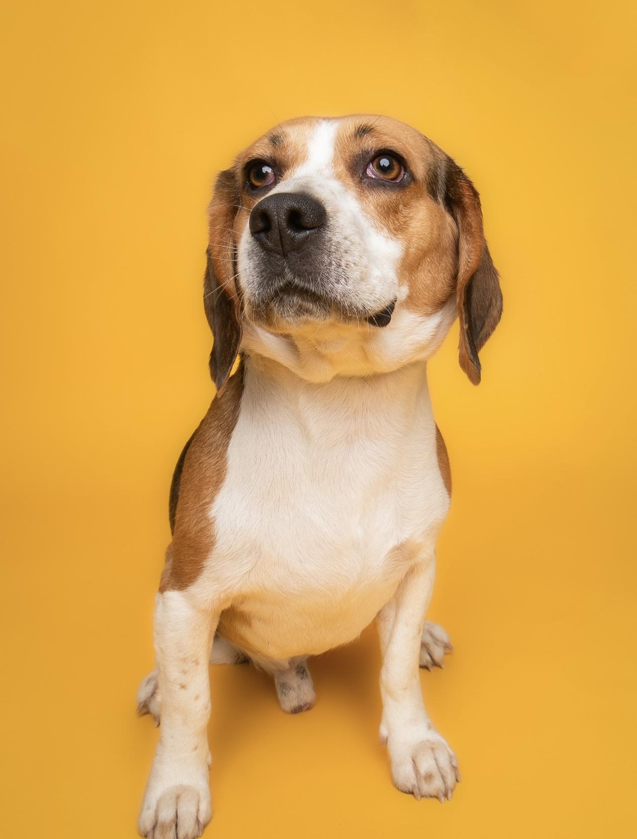 Enlarge Bailey, a ADOPTABLE Beagle in Media, PA image 1/1