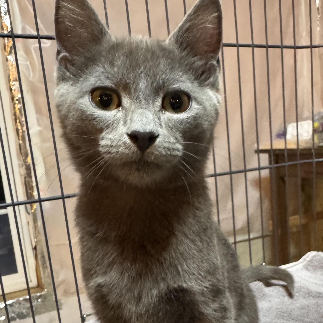 Enlarge Blue, a Adoptable Domestic Short Hair in La Grange, KY image 1/5