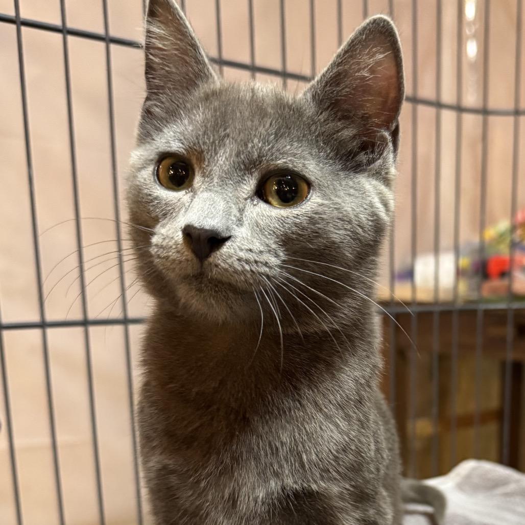 Enlarge Blue, a Adoptable Domestic Short Hair in La Grange, KY image 2/5