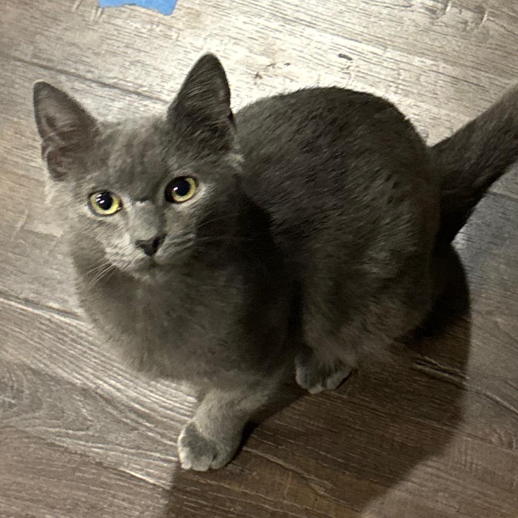 Enlarge Blue, a Adoptable Domestic Short Hair in La Grange, KY image 3/5