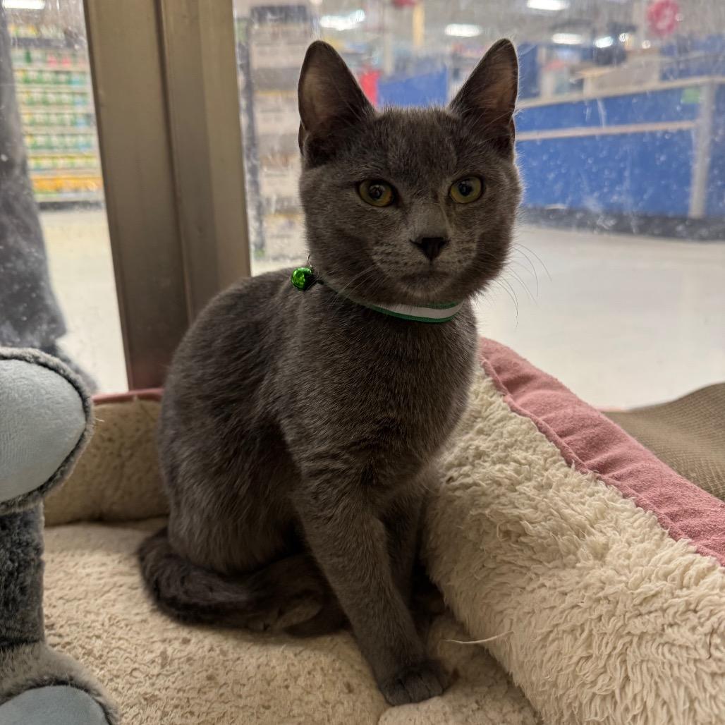 Enlarge Blue, a Adoptable Domestic Short Hair in La Grange, KY image 4/5