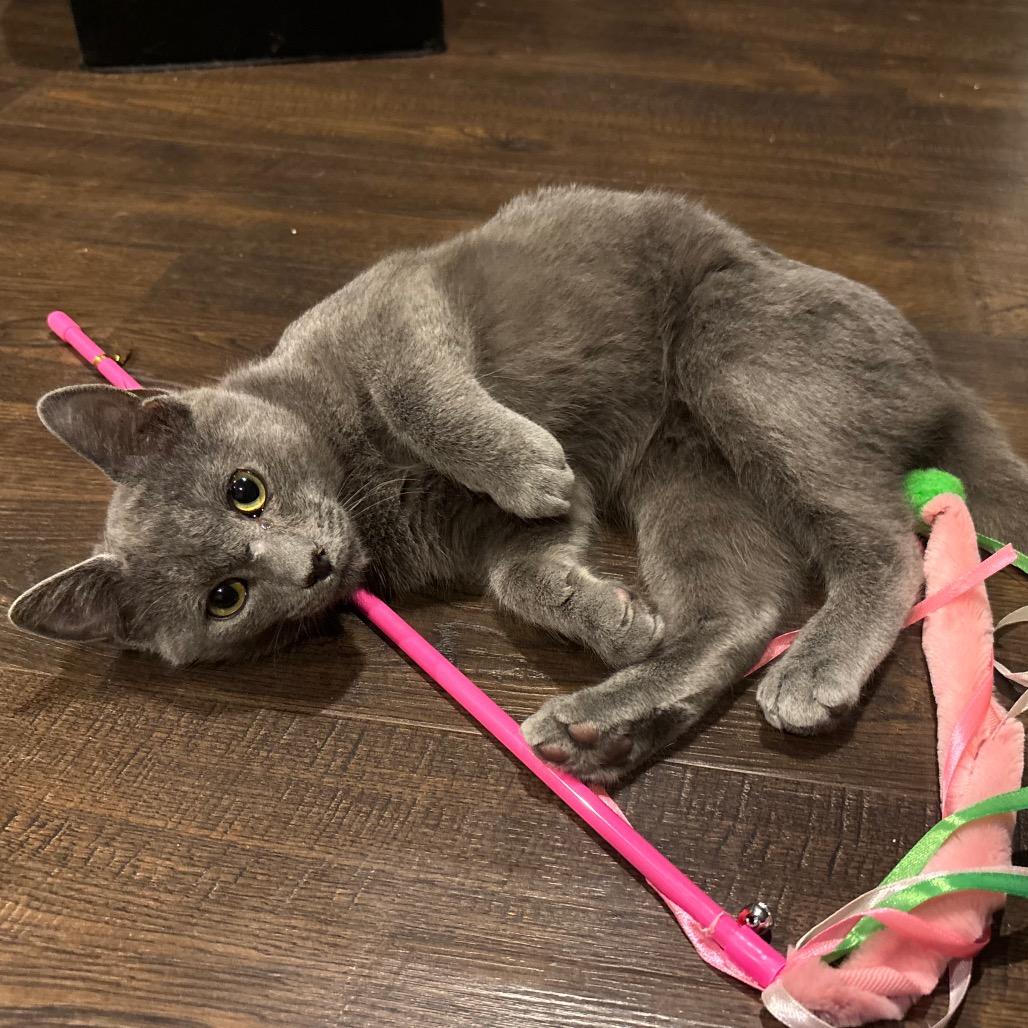 Enlarge Blue, a Adoptable Domestic Short Hair in La Grange, KY image 5/5