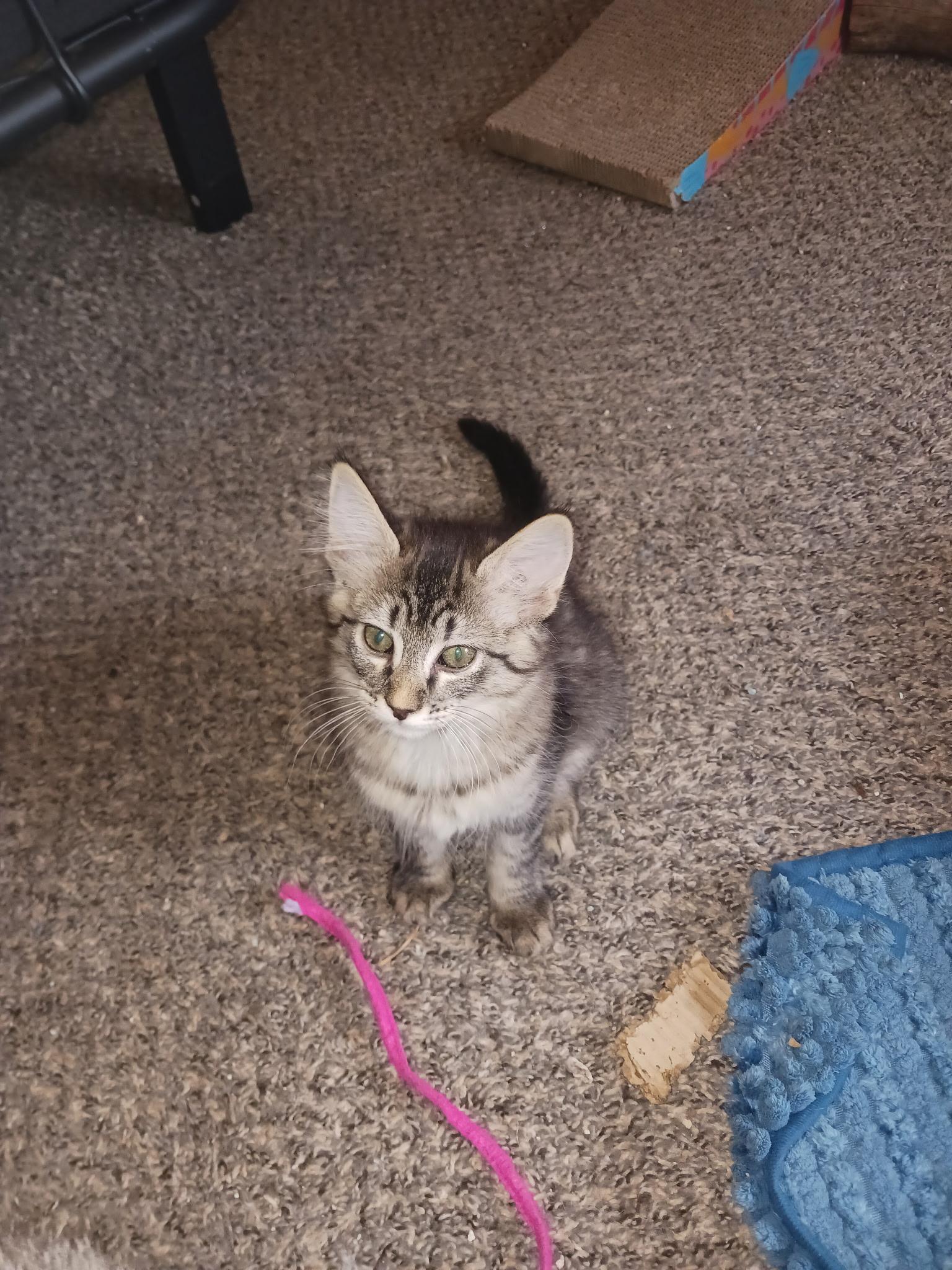 Rosie, adopted, Kitten Female Domestic Medium Hair.