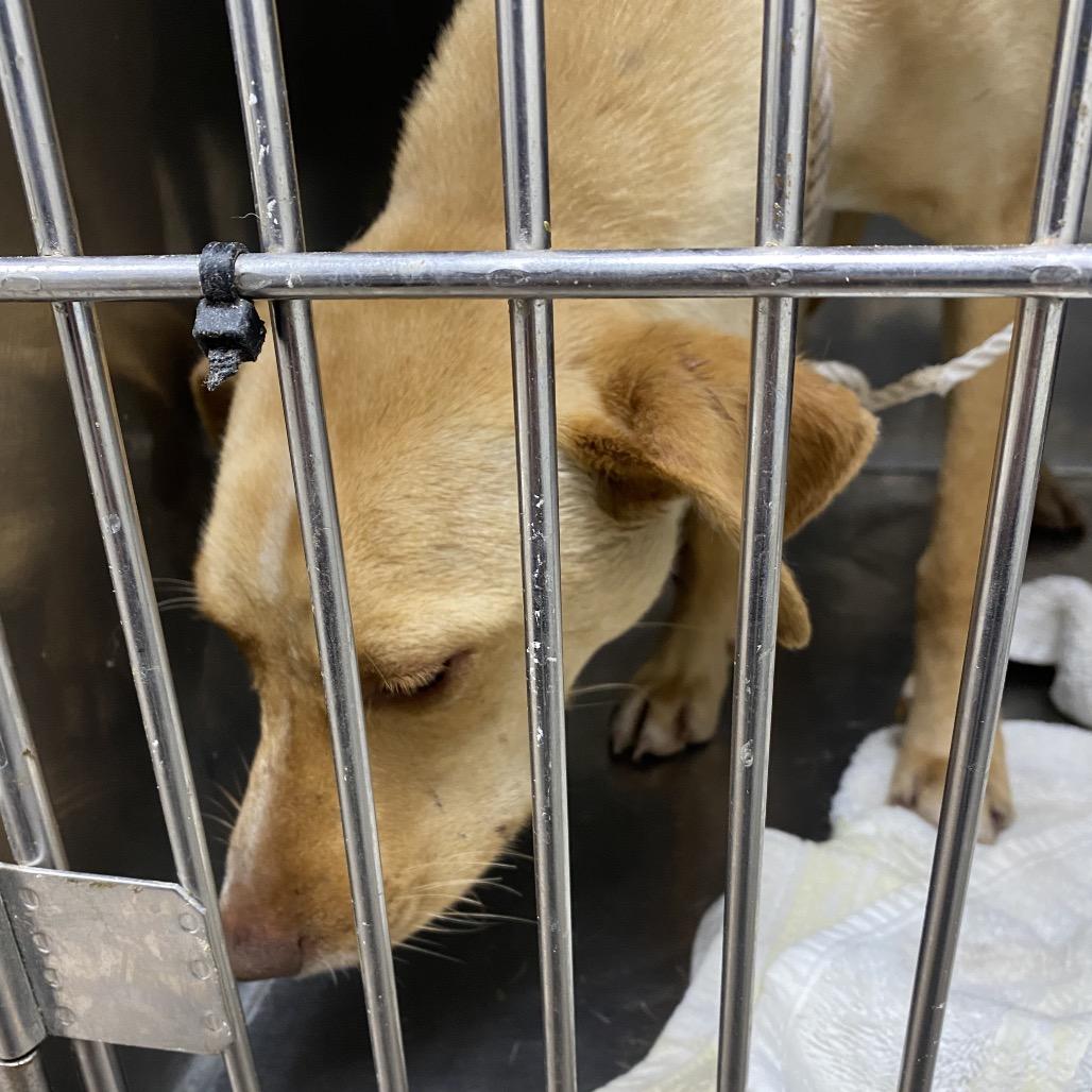 Joshua — thumbnail 2