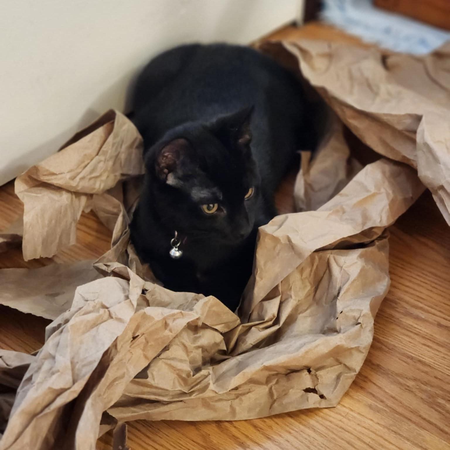 Dash, a Adoptable Domestic Short Hair in Puyallup, WA image 1/2