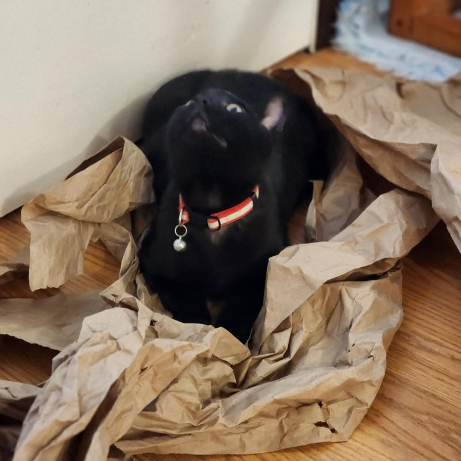 Dash, a Adoptable Domestic Short Hair in Puyallup, WA image 2/2