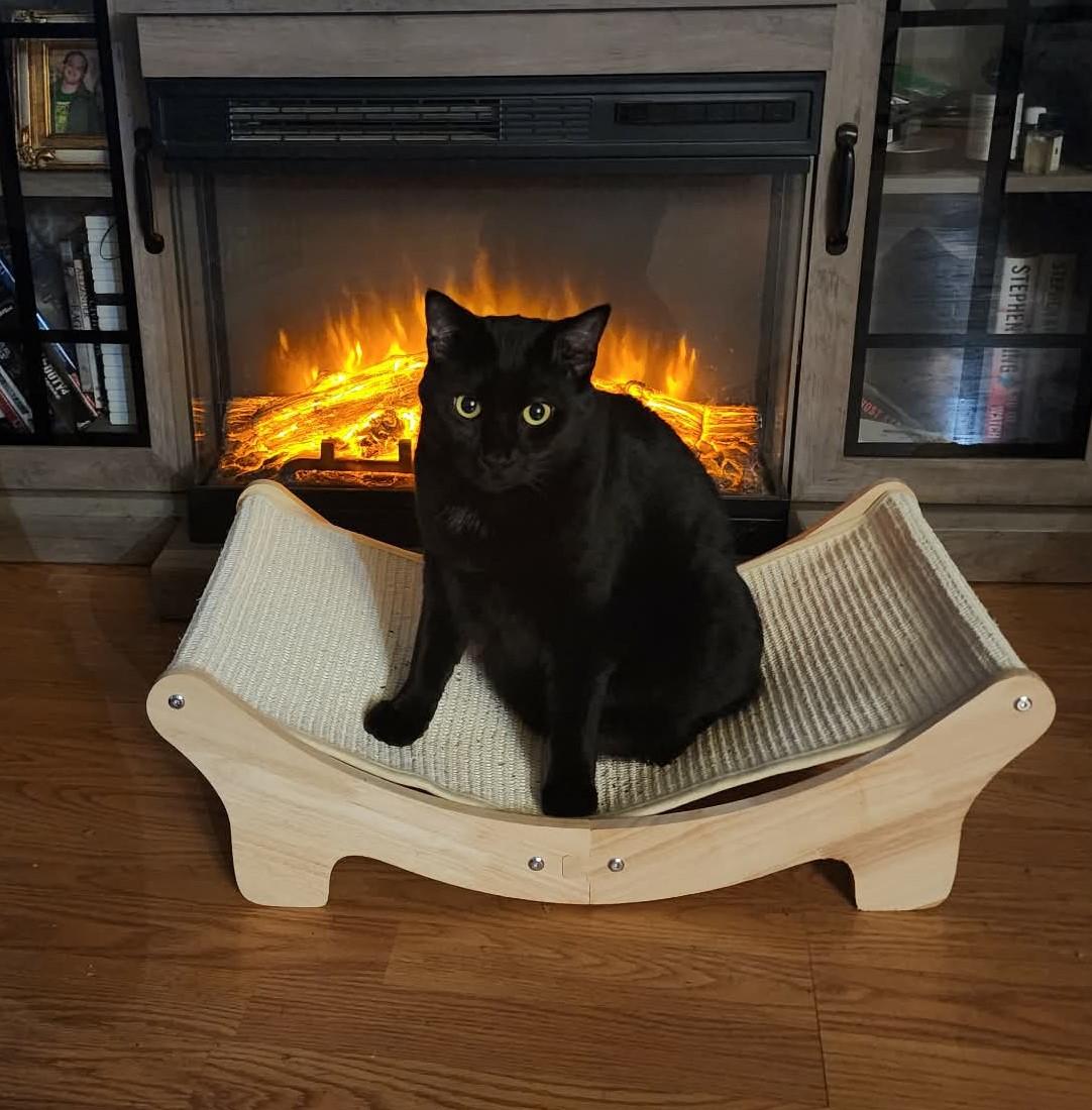 Dash, Adoptable, Adult Male Domestic Short Hair.