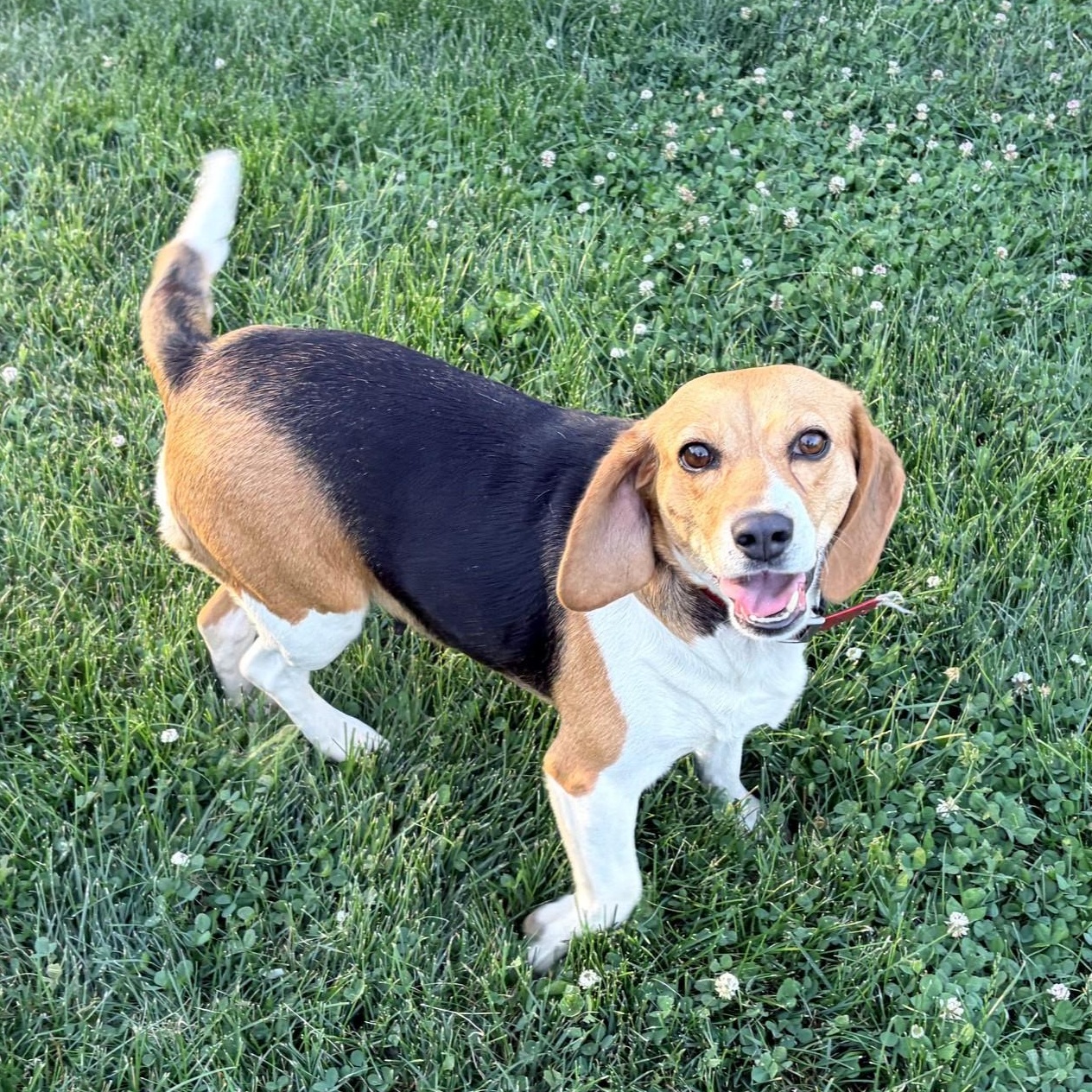 Sadie-ADOPTION PENDING, ADOPTABLE, Adult Female Beagle.