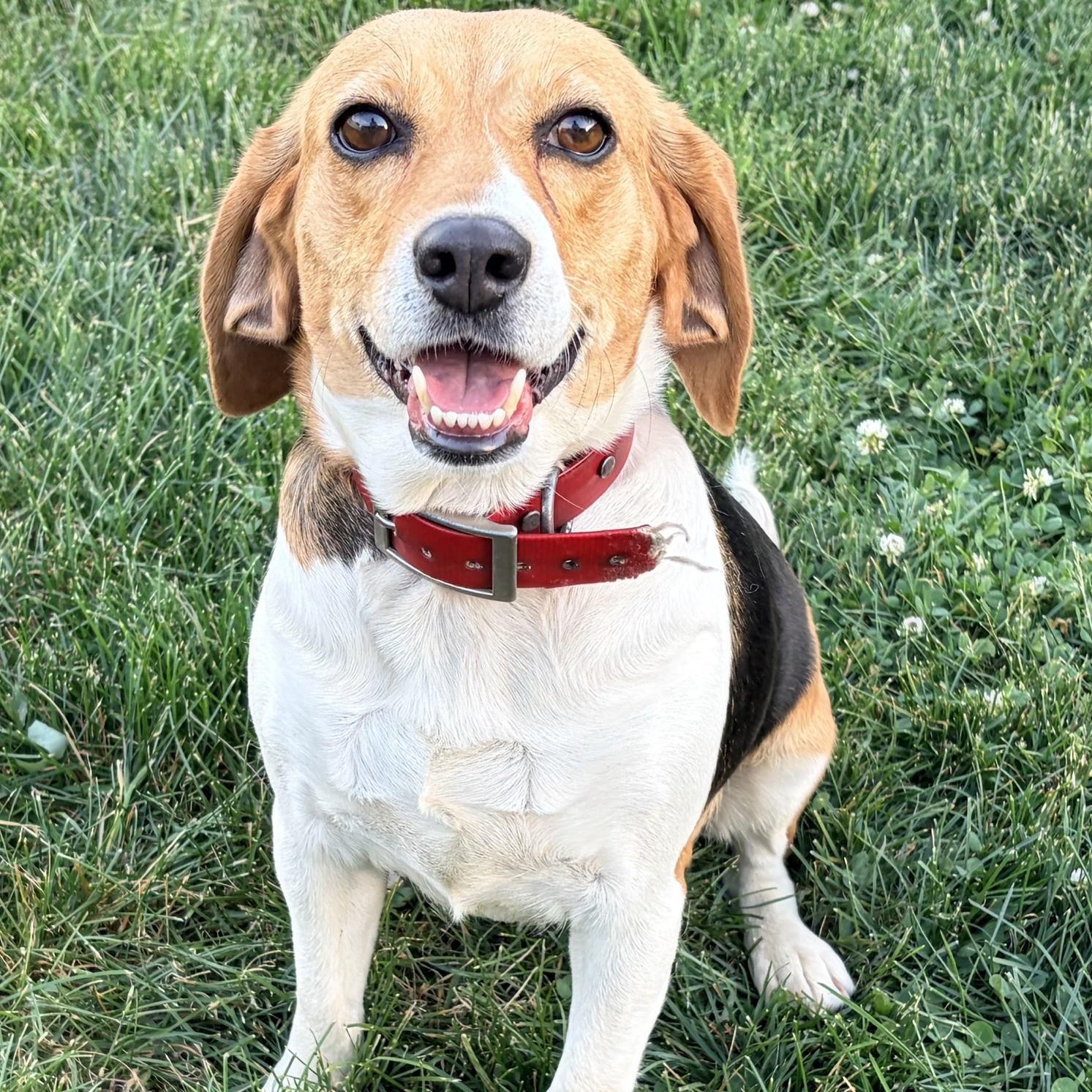 Enlarge Sadie-ADOPTION PENDING, a ADOPTABLE Beagle in Mount Bethel, PA image 4/6