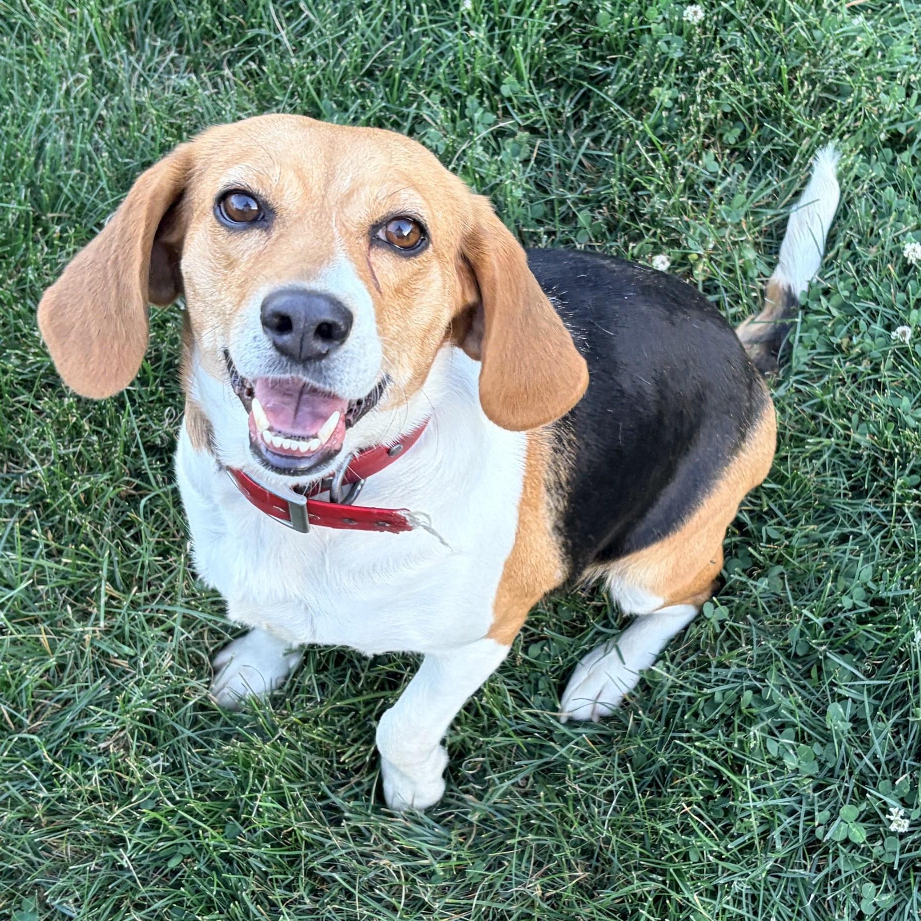 Enlarge Sadie-ADOPTION PENDING, a ADOPTABLE Beagle in Mount Bethel, PA image 2/6
